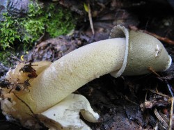 Phallus_ravenelii_59474