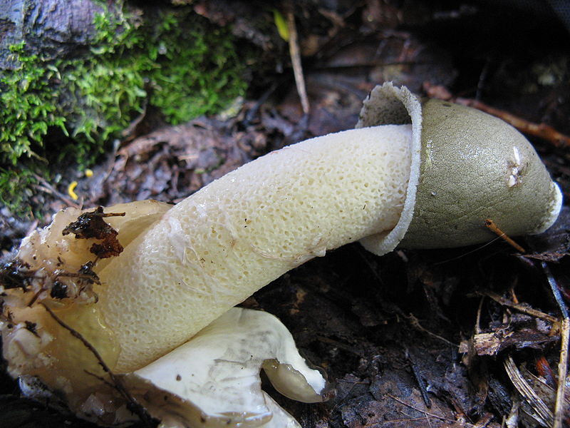 Phallus_ravenelii_59474