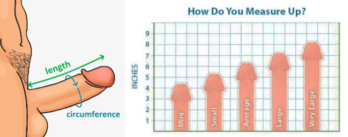 measuring penis