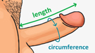 measuring-penis